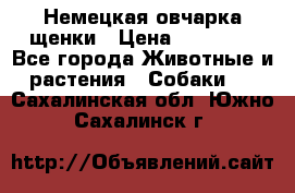 Немецкая овчарка щенки › Цена ­ 20 000 - Все города Животные и растения » Собаки   . Сахалинская обл.,Южно-Сахалинск г.